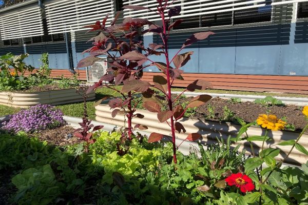 garden beds garden beds