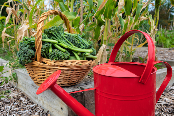 Broccolini and red watering can, garden in background Broccolini and red watering can, garden in background