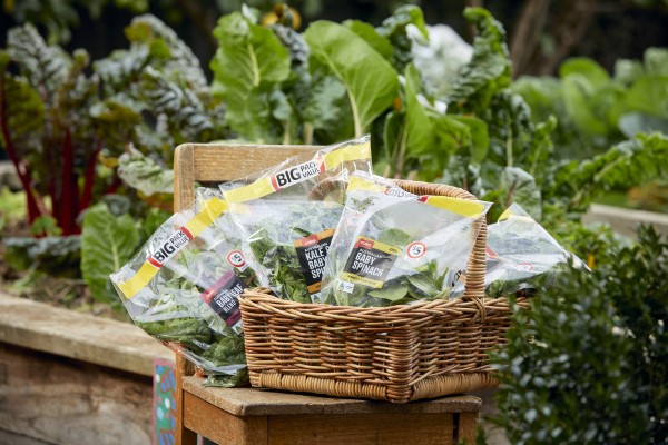 Bags of leafy green veggies in a cane basket on a wooden chair, in a garden. Bags of leafy green veggies in a cane basket on a wooden chair, in a garden.