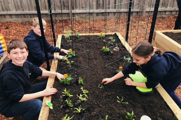 Planting seedlings