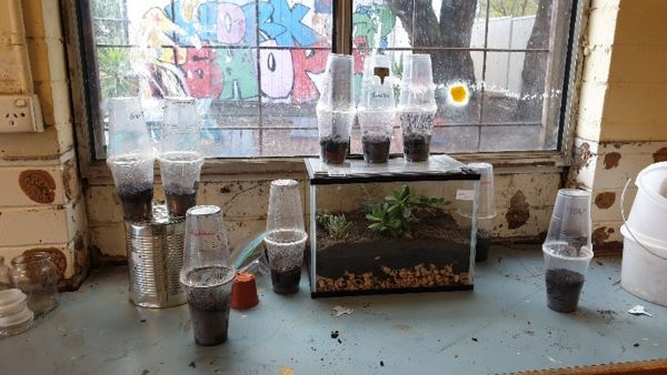 Mini greenhouses Mini greenhouses