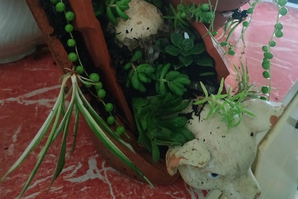 Plants growing from piggy pot