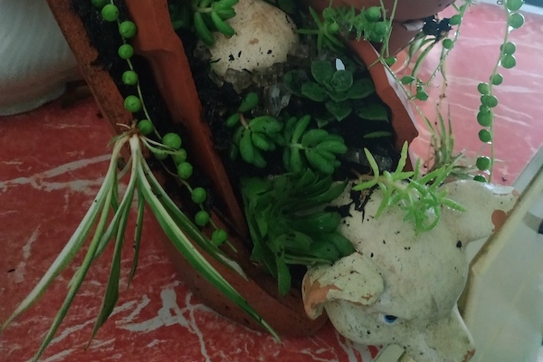 Plants growing from piggy pot Plants growing from piggy pot