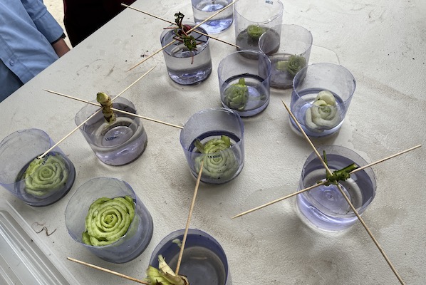 Glasses on table with vegetables sprouting