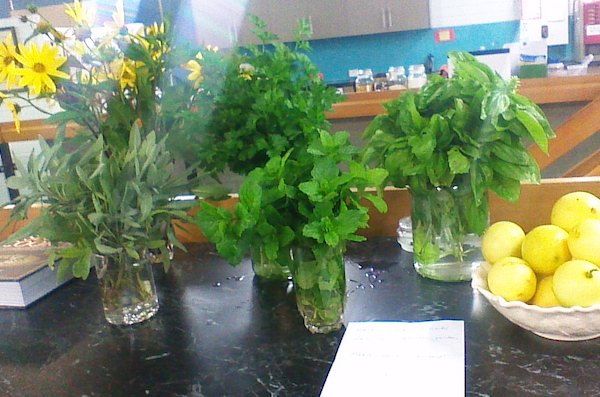 Vases of herbs on kitchen counter