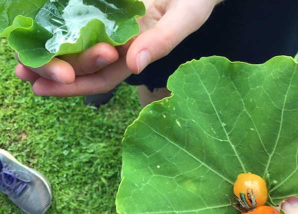 Hands cupping leaves, one with water another with tomatoes