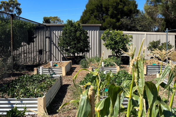 Cranbrook wicking beds Cranbrook wicking beds