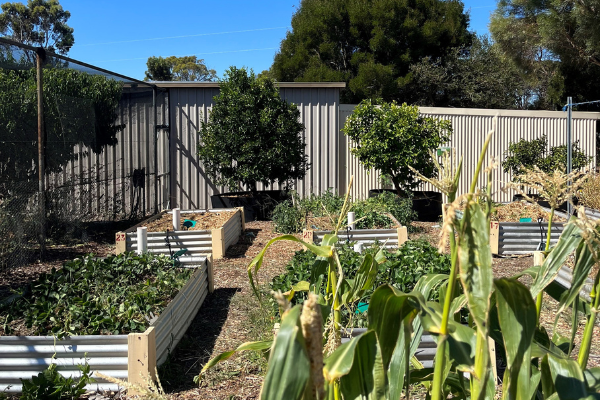 Cranbrook wicking beds