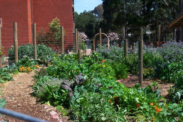 The garden at Collingwood College