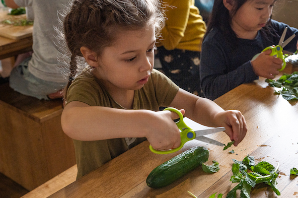 Child cutting mint with scissors