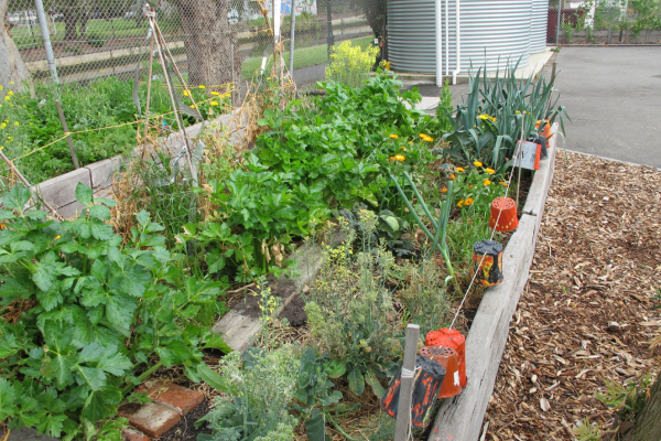 This image and header photo: Elwood Primary School kitchen garden, 2010.