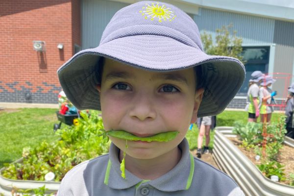 A student from Ashley Park Primary School eating a pea pod