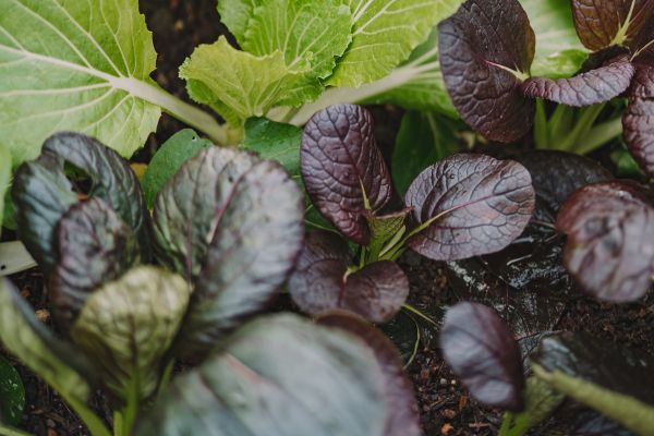 Green and purple bok choy