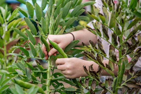 Harvesting