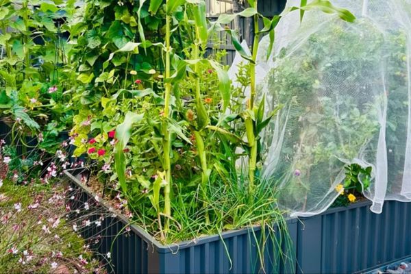 A WaterUps wicking bed with thriving plants