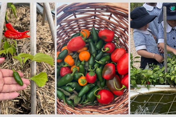 Several types of chillies are grown at St Joseph's Catholic Primary School (Werribee) .