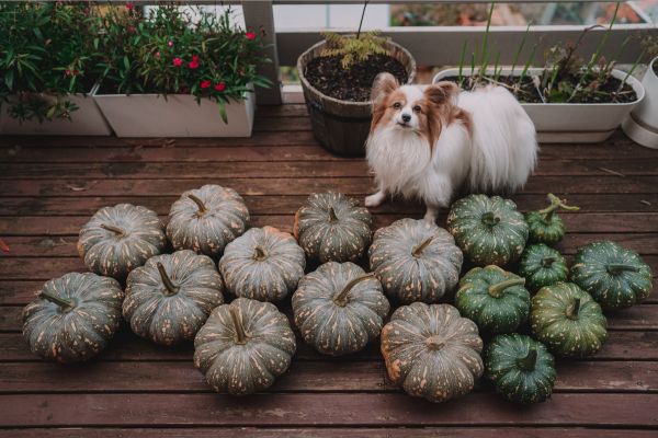 Pumpkins