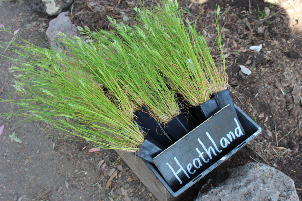 Native garden 