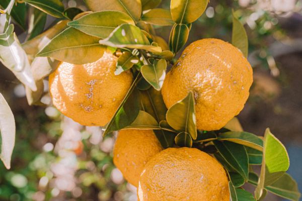 Yuzu