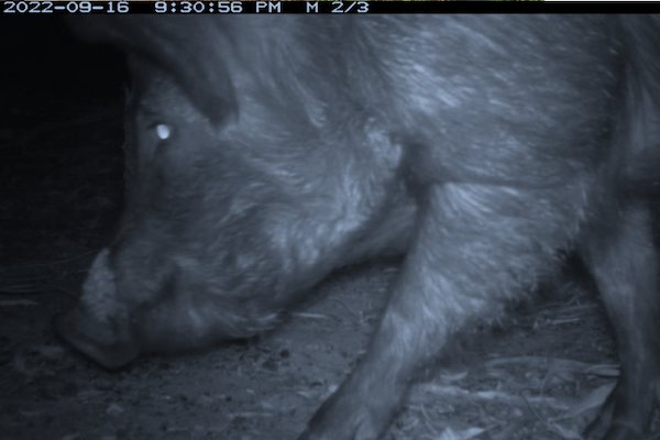 Black and white vision of pig, at night