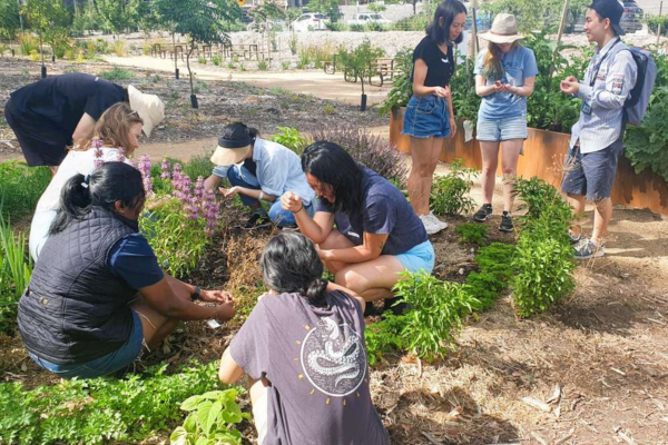 ANU students in their kitchen garden