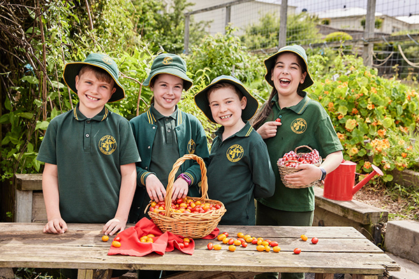 Summer tomatoes: perfectly Perino