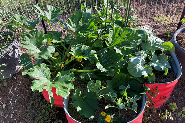 Richmond Shire Outside of School Hours Care veggies
