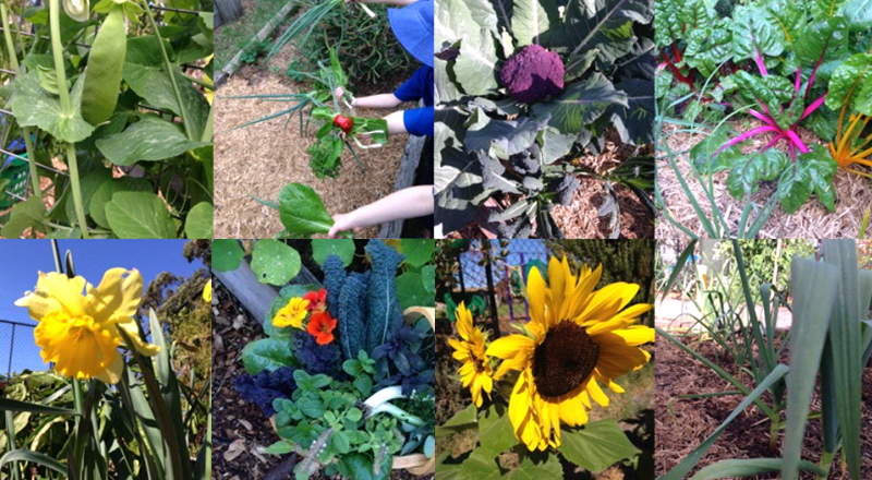 From Little Things Big Things Grow Kitchen Garden