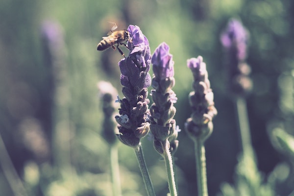 Two bees on lavender