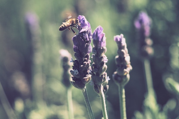 Two bees on lavender Two bees on lavender